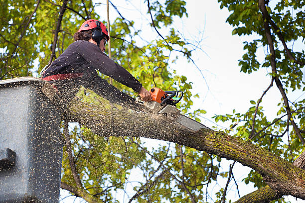 Best Tree Mulching  in Winona, MS